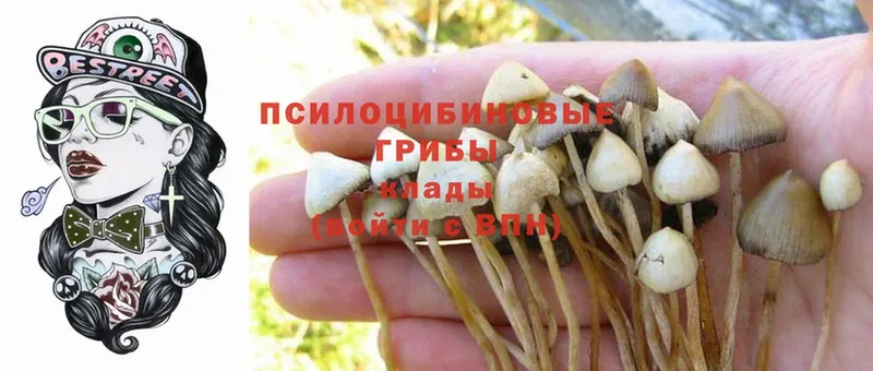 Псилоцибиновые грибы MAGIC MUSHROOMS  где купить наркоту  Покачи 